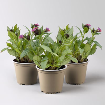 Bio Lungenkraut 'Silver Bouquet', rosa-blau, Topf-Ø 12 cm, 3 Pflanzen Bio Lungenkraut 'Silver Bouquet', rosa-blau, Topf-Ø 12 cm, 3 Pflanzen
