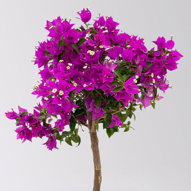 Bougainvillea, Ministamm, Topf-Ø 18 cm, Höhe ca. 50-60 cm