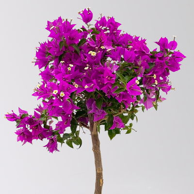 Bougainvillea, Ministamm, Topf-Ø 18 cm, Höhe ca. 50-60 cm Bougainvillea, Ministamm, Topf-Ø 18 cm, Höhe ca. 50-60 cm