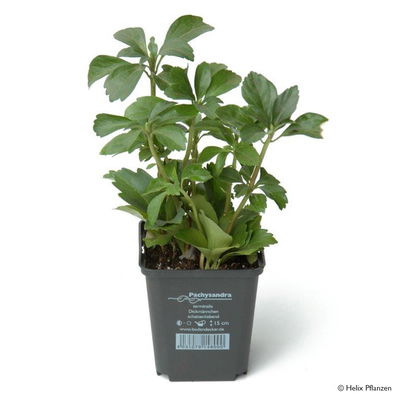 Dickmännchen, Topf 9x9 cm, 12 Pflanzen Dickmännchen, Topf 9x9 cm, 12 Pflanzen