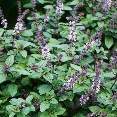 Strauchbasilikum, rosa, Stämmchen, Topf-Ø 19 cm, Höhe ca. 70 cm Strauchbasilikum, rosa, Stämmchen, Topf-Ø 19 cm, Höhe ca. 70 cm