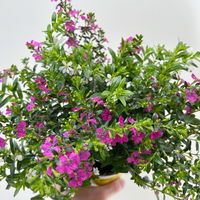 Scheinmyrte 'Duo', weiß und rosa, Topf-Ø 11 cm, 6 Pflanzen