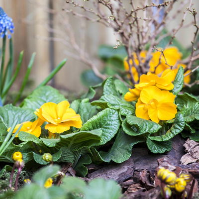 Primel gelb, Topf-Ø 10,5 cm, 8 Pflanzen Primel gelb, Topf-Ø 10,5 cm, 8 Pflanzen
