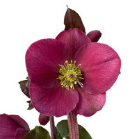 Helleborus 'Anna's Red', dunkelrot, Topf-Ø 15 cm