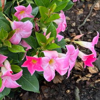 Dipladenie 'Diamantina Mini Rose', rosa, Spalier, Topf-Ø 17 cm, Höhe ca. 50 cm Dipladenie 'Diamantina Mini Rose', rosa, Spalier, Topf-Ø 17 cm, Höhe ca. 50 cm