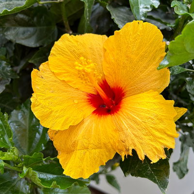 Hibiskus, Farbe zufällig, Stamm, Topf-Ø 33 cm, Höhe ca. 150 cm