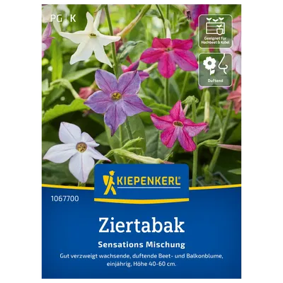 Kiepenkerl Saatgutmischung Ziertabak 'Sensations'