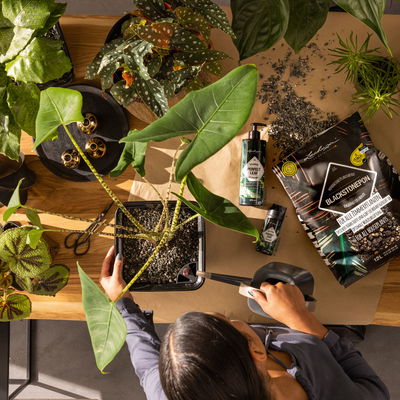 Lechuza Blackstonepon, 18 Liter Lechuza Blackstonepon, 18 Liter