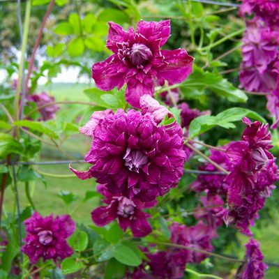 Italienische Waldrebe 'Purpurea Plena Elegans', 2er-Set, purpurviolett