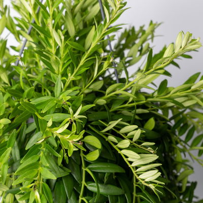 Schamblume in Blumenampel, Topf-Ø 15 cm, Höhe ca. 25 cm Schamblume in Blumenampel, Topf-Ø 15 cm, Höhe ca. 25 cm