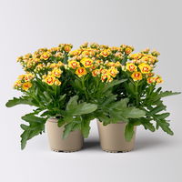 Kalanchoe 'Queen'®, gelb-rot, Topf-Ø 14 cm, 2 Pflanzen
