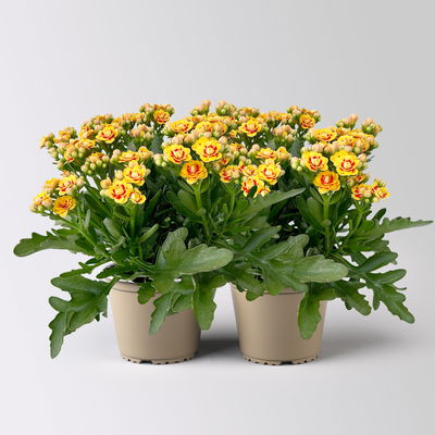 Kalanchoe 'Queen'®, gelb-rot, Topf-Ø 14 cm, 2 Pflanzen Kalanchoe 'Queen'®, gelb-rot, Topf-Ø 14 cm, 2 Pflanzen