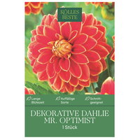 Kölles Beste Dekorative Dahlie Mr. Optimist, orange, 1 Blumenknolle