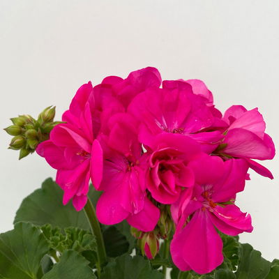 Geranie pink, halbhängend, Topf-Ø 13 cm, 6 Stück Geranie pink, halbhängend, Topf-Ø 13 cm, 6 Stück