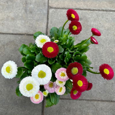 Bellis perennis 'Trio', weiß-rosa-rot, Topf-Ø 13 cm, 6 Pflanzen