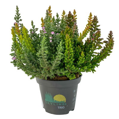 Besenheide SKYLINE® 'Trio', Mischung zufällig, Topf-Ø 6 cm, 12 Pflanzen Besenheide SKYLINE® 'Trio', Mischung zufällig, Topf-Ø 6 cm, 12 Pflanzen