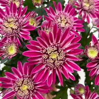 Chrysanthemen 'Chrysanne® Anemona Purple', lila, Topf-Ø 13 cm, 4 Pflanzen