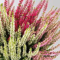Calluna Trio 'Ametie', weiß-rosa-rot, Topf-Ø 11 cm, 6 Pflanzen