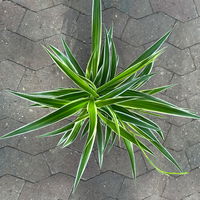 Grünlilie 'Irish', grün-weiß, Topf-Ø 12 cm, 2 Pflanzen