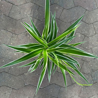 Grünlilie 'Irish', grün-weiß, Topf-Ø 12 cm, 2 Pflanzen Grünlilie 'Irish', grün-weiß, Topf-Ø 12 cm, 2 Pflanzen