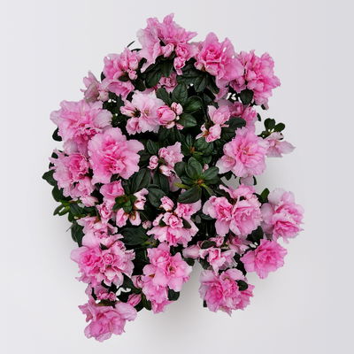 Azalee rosa gefüllt in Keramiktopf Dallas weiß, Topf-Ø 12 cm, 3er-Set Azalee rosa gefüllt in Keramiktopf Dallas weiß, Topf-Ø 12 cm, 3er-Set