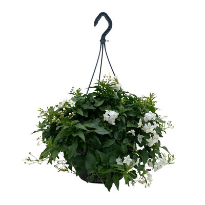 Sommerjasmin, weiß, Ampeltopf-Ø 27 cm