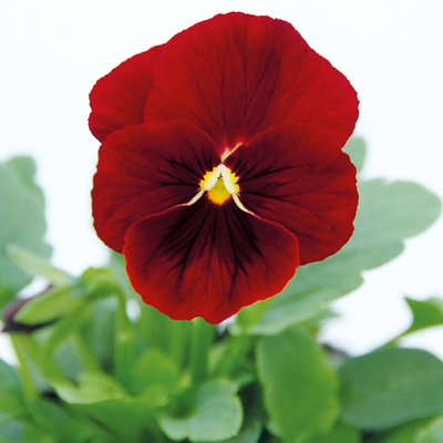 Hornveilchen XL, rot, Topf-Ø 12cm, 6 Pflanzen