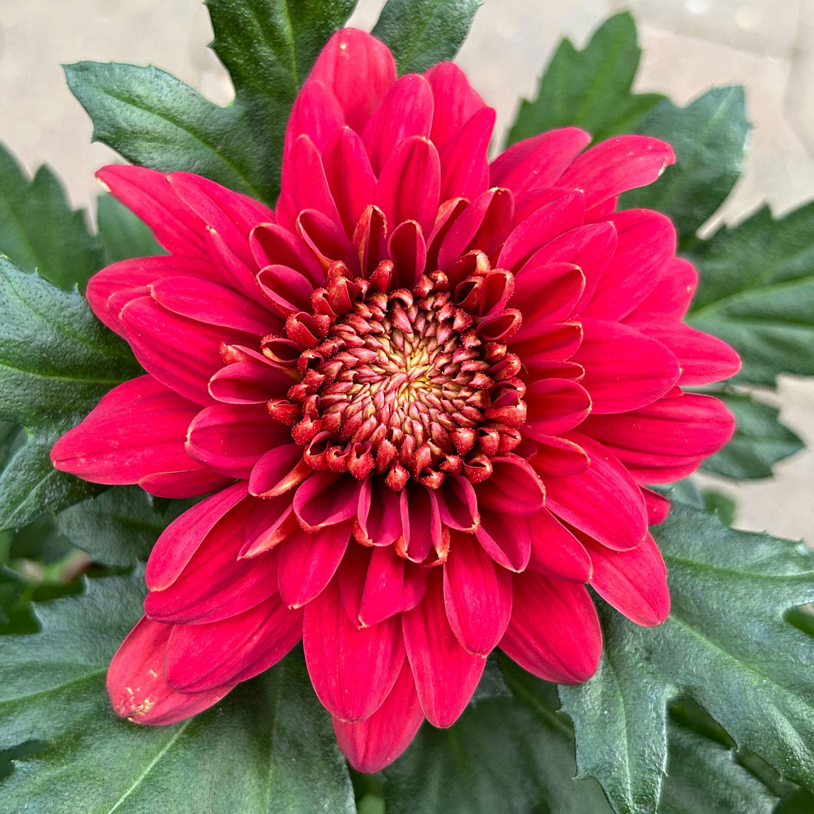 Chrysantheme 'Chrysanne® Zembla' rot, großblumig, Topf-Ø 17 cm, 2 Stück