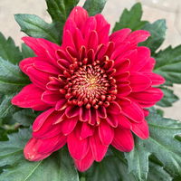 Chrysantheme 'Chrysanne® Zembla' rot, großblumig, Topf-Ø 19cm, 2er-Set