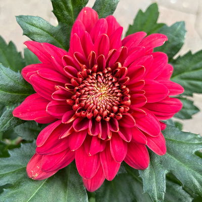 Chrysantheme 'Chrysanne® Zembla', rot, großblumig, Topf-Ø 17 cm, 2 Pflanzen Chrysantheme 'Chrysanne® Zembla', rot, großblumig, Topf-Ø 17 cm, 2 Pflanzen