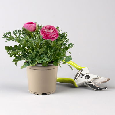 Pflanzenkreation Bunter Frühling, 9 Pflanzen inkl. Erde & Dünger