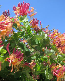 Geißblatt  Geißblatt