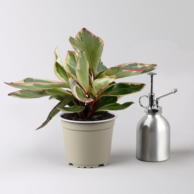 Peperomia 'Ginny', Topf-Ø 12 cm, 2 Pflanzen