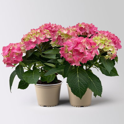 Hortensie 'Everlast Pink', Topf-Ø 14 cm, 2 Pflanzen