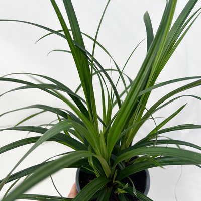 Bio Japansegge 'Irish Green', Topf-Ø 12 cm, 3 Pflanzen Bio Japansegge 'Irish Green', Topf-Ø 12 cm, 3 Pflanzen