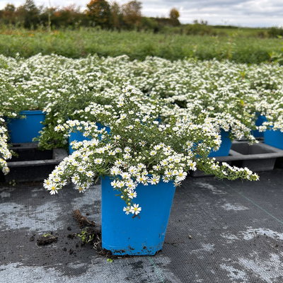 Bio Teppich-Myrthenaster 'Snowflurry', weiß, Topf 11x11 cm Bio Teppich-Myrthenaster 'Snowflurry', weiß, Topf 11x11 cm
