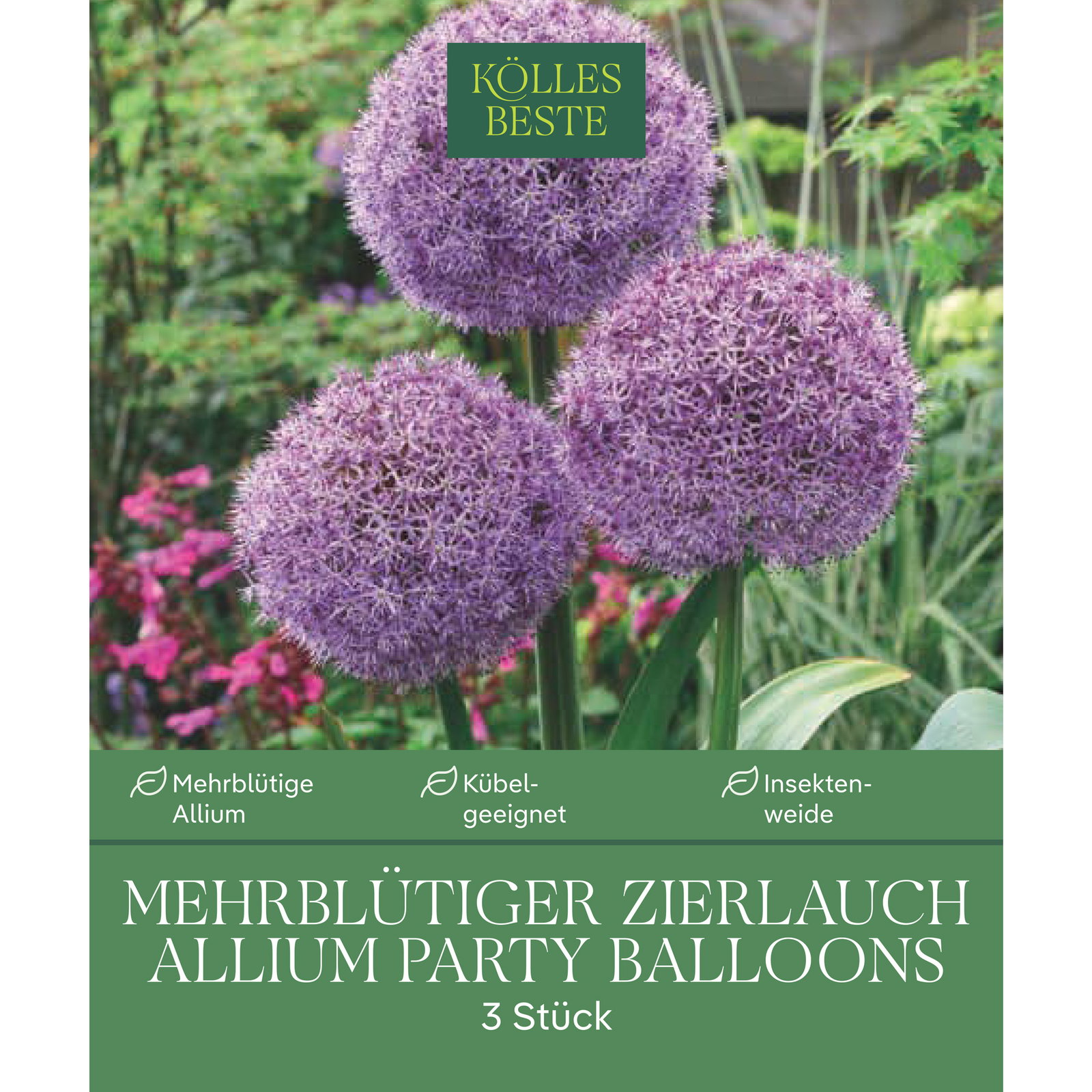 Kölles Beste Zierlauch Allium 'Party Balloons', lila, 3 Blumenzwiebeln Kölles Beste Zierlauch Allium 'Party Balloons', lila, 3 Blumenzwiebeln