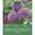 Kölles Beste Zierlauch Allium 'Party Balloons', lila, 3 Blumenzwiebeln Kölles Beste Zierlauch Allium 'Party Balloons', lila, 3 Blumenzwiebeln