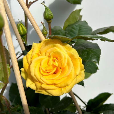 Beetrose 'Westart®' gelb, Topf 5 Liter, 4 Pflanzen Beetrose 'Westart®' gelb, Topf 5 Liter, 4 Pflanzen