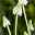 Traubenhyazinthe weiß, vorgetrieben, Topf-Ø 12 cm, 6er-Set