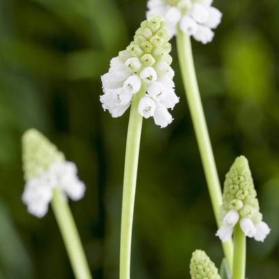 Kölle Traubenhyazinthe, Muscari armeniacum, weiß, vorgetrieben, Topf 10 cm