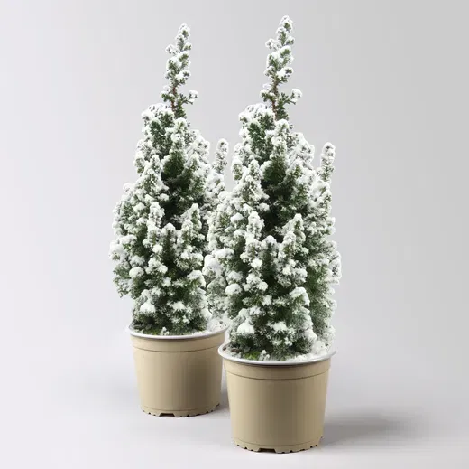 Beschneite Mini-Konifere Beschneite Mini-Konifere