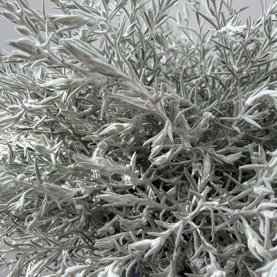 Emustrauch, lila, Topf-Ø 27 cm Emustrauch, lila, Topf-Ø 27 cm