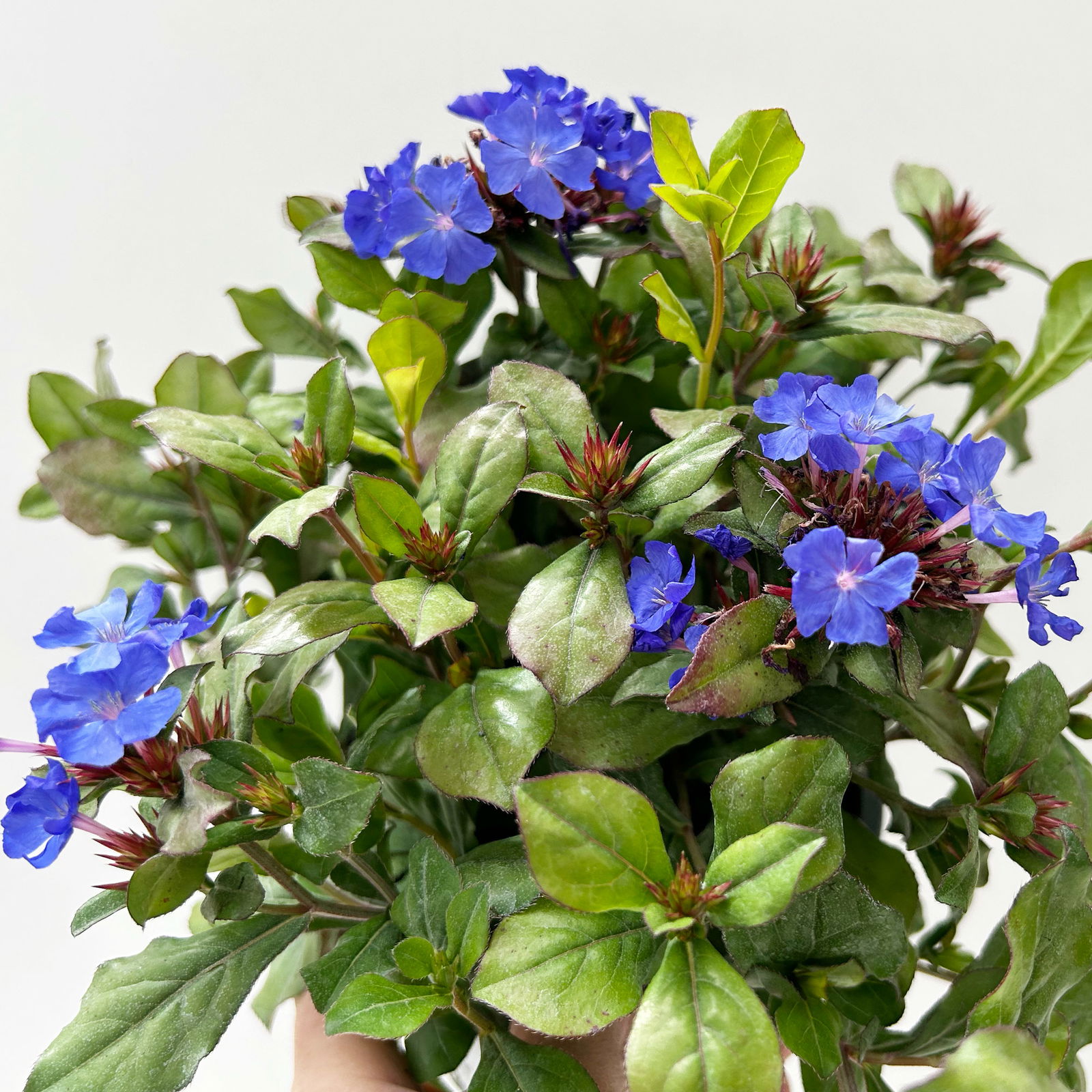 Chinesischer Bleiwurz, blau, Topf-Ø 13 cm, 6 Pflanzen
