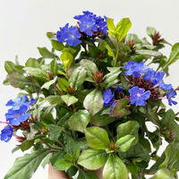 Chinesischer Bleiwurz, blau, Topf-Ø 13 cm, 6 Pflanzen