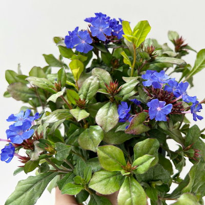 Chinesischer Bleiwurz, blau, Topf-Ø 13 cm, 6 Pflanzen Chinesischer Bleiwurz, blau, Topf-Ø 13 cm, 6 Pflanzen