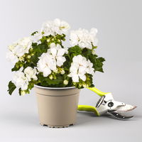Geranie, weiß, stehend, Topf-Ø 13 cm, 6 Pflanzen