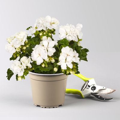 Geranie, weiß, stehend, Topf-Ø 13 cm, 6 Pflanzen Geranie, weiß, stehend, Topf-Ø 13 cm, 6 Pflanzen