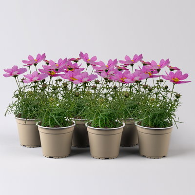 Cosmea, rosa, Topf-Ø 13 cm, Höhe ca. 25 cm, 6 Pflanzen