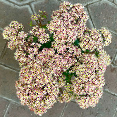 Hohe Fetthenne 'Rose Charm', rosa, Topf-Ø 13 cm, 6er-Set Hohe Fetthenne 'Rose Charm', rosa, Topf-Ø 13 cm, 6er-Set